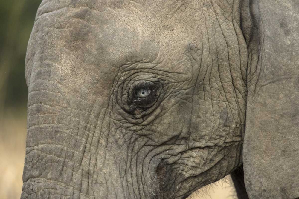South Africa, Very rare blue-eyed elephant